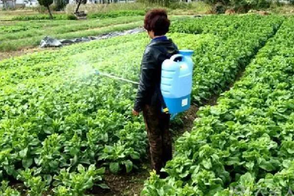 为什么小菜蛾的防治不要频繁施农药，老龄幼虫抗药性非常强