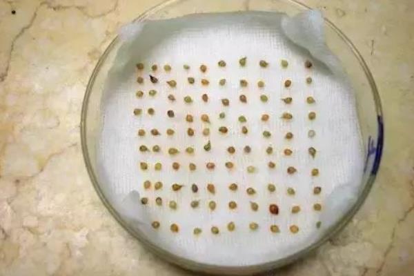 有机菜花如何种植，种子使用高锰酸钾溶液浸泡2小时