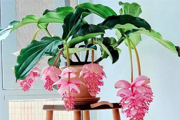 花卉宝莲灯的养护方法，适宜的生长湿度保持在80%左右