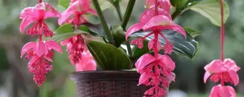 花卉宝莲灯的养护方法，适宜的生长湿度保持在80%左右