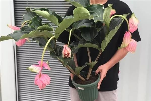 花卉宝莲灯的养护方法，适宜的生长湿度保持在80%左右