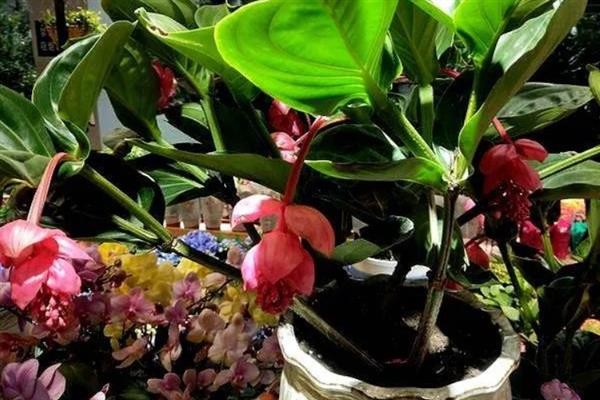 花卉宝莲灯的养护方法，适宜的生长湿度保持在80%左右