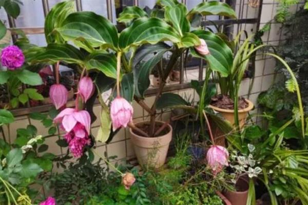 花卉宝莲灯的养护方法，适宜的生长湿度保持在80%左右