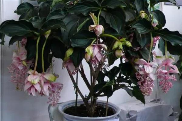 花卉宝莲灯的养护方法，适宜的生长湿度保持在80%左右