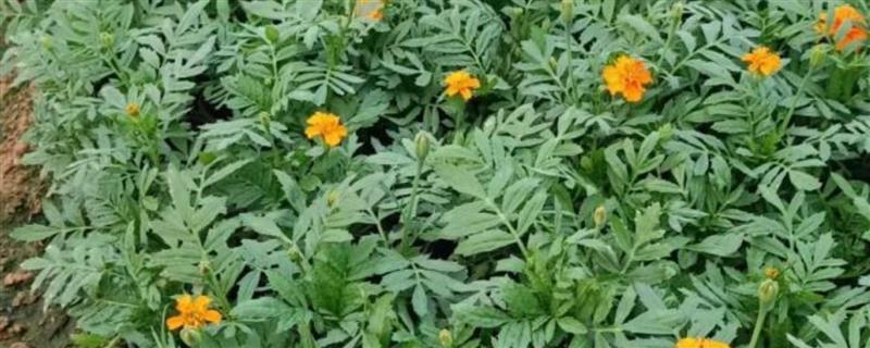 孔雀草打顶后何时开花，等待1-2个月即可开花