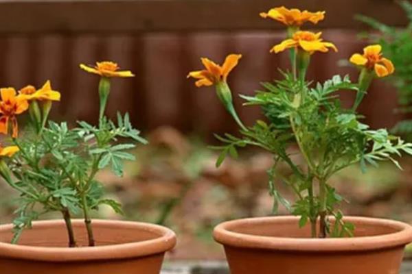 孔雀草打顶后何时开花，等待1-2个月即可开花