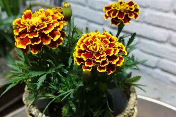 孔雀草打顶后何时开花，等待1-2个月即可开花