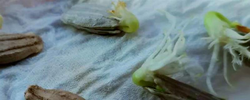 干葫芦籽的催芽方法，以下4种方式均可采取