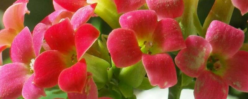 冬天如何养殖长寿花，每隔一周浇一次水