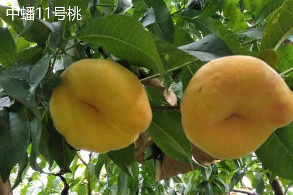 青州桃树苗有什么新品种，黄金脆、油蟠桃7号等9个品种比较常见