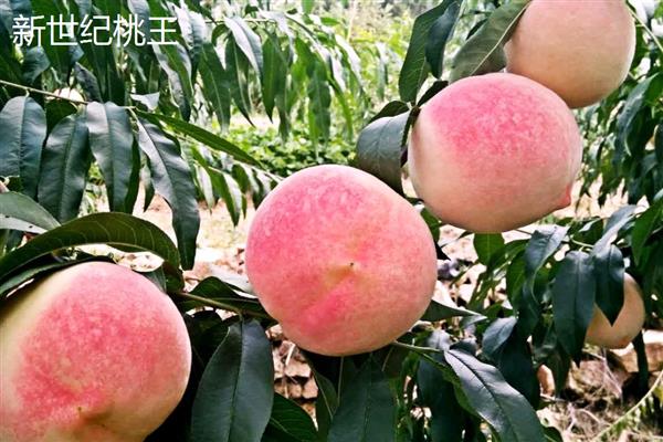 青州桃树苗有什么新品种，黄金脆、油蟠桃7号等9个品种比较常见