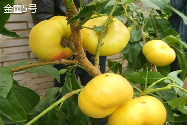青州桃树苗有什么新品种，黄金脆、油蟠桃7号等9个品种比较常见