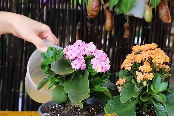 冬天如何养殖长寿花，每隔一周浇一次水