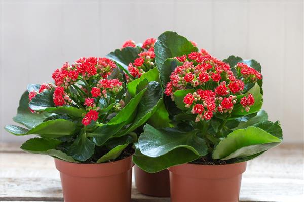 冬天如何养殖长寿花，每隔一周浇一次水