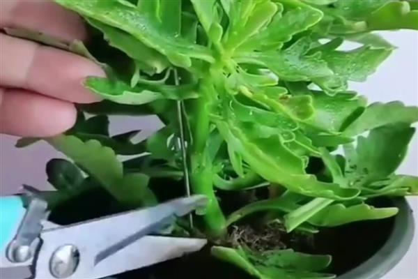 冬天如何养殖长寿花，每隔一周浇一次水
