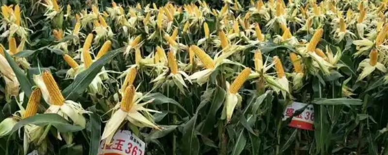 盛玉367的种植要点，每亩种植4000-4500株左右