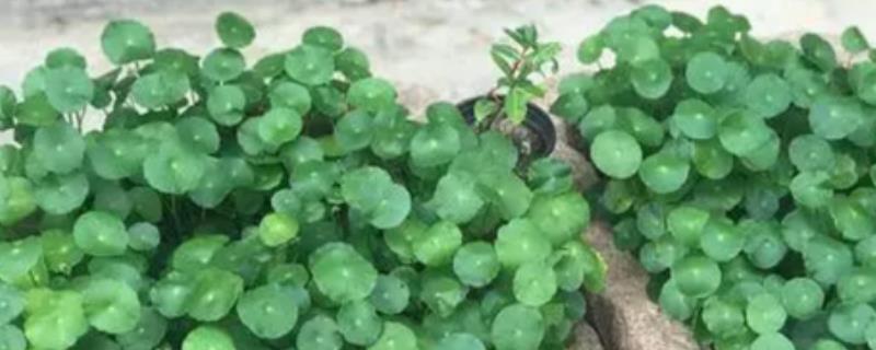 水培金钱草的养殖方法，每隔2-3天为其换一次水