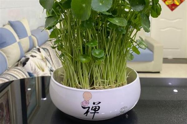 水培金钱草的养殖方法，每隔2-3天为其换一次水