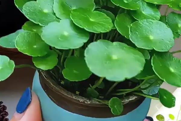 水培金钱草的养殖方法，每隔2-3天为其换一次水