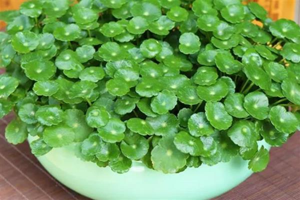 水培金钱草的养殖方法，每隔2-3天为其换一次水