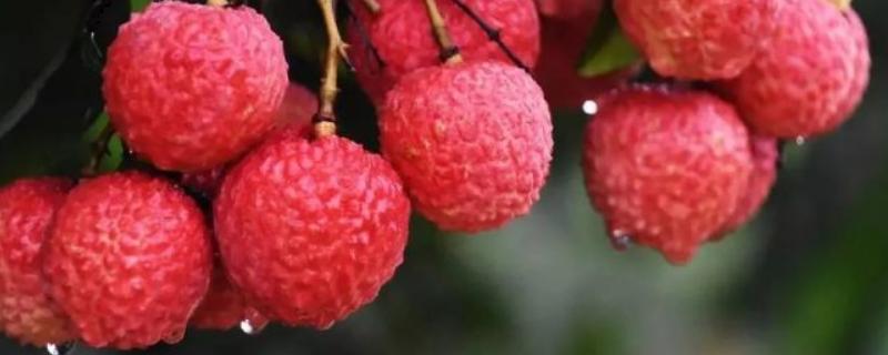 玉荷包荔枝是大核品种吗，是大核品种