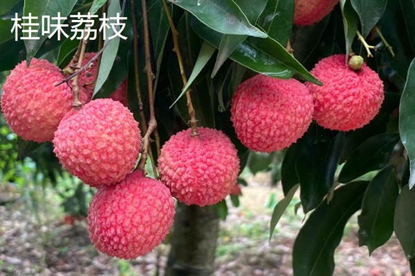 玉荷包荔枝是大核品种吗，是大核品种