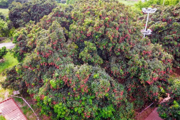 玉荷包荔枝是大核品种吗，是大核品种