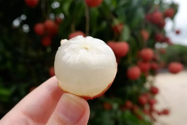 玉荷包荔枝是大核品种吗，是大核品种