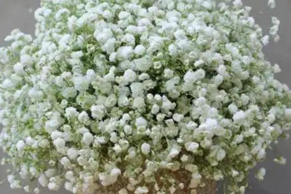满天星的花语，寓意纯洁浪漫、友情、思念等