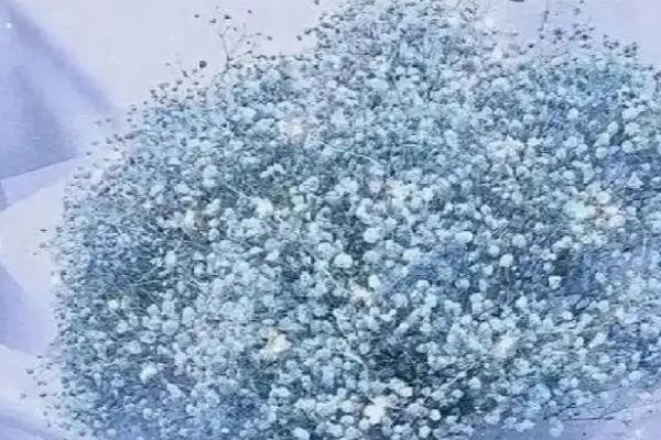 满天星的花语，寓意纯洁浪漫、友情、思念等