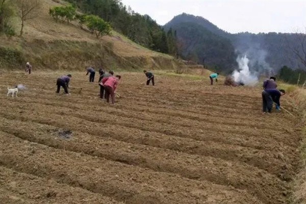 香樟树的种植技术，播前需催芽