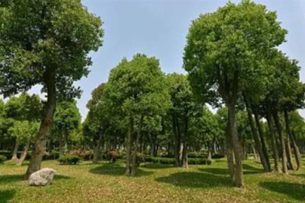 香樟树的种植技术，播前需催芽