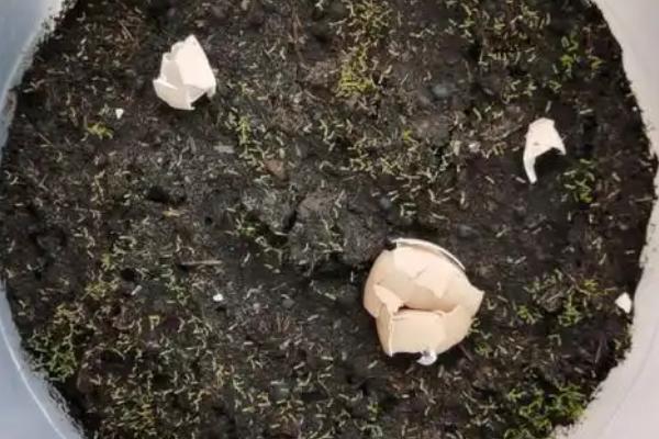 太阳花的播种时间，一般在4月份进行