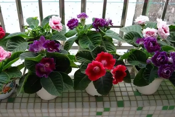 刚买回家的花如何养护，前1-2周放在半阴通风处让它适应环境