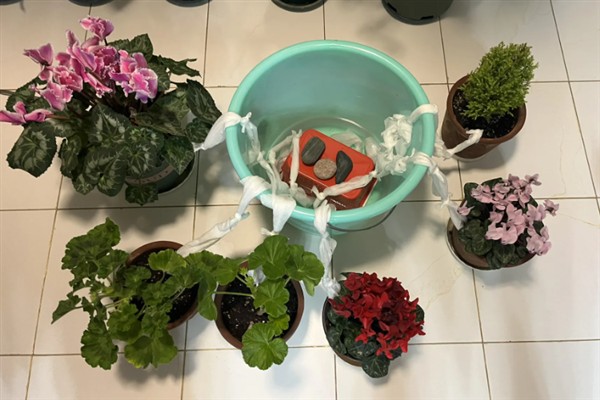 刚买回家的花如何养护，前1-2周放在半阴通风处让它适应环境