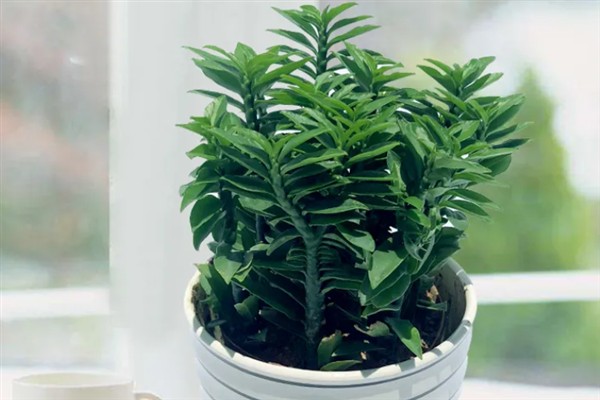 玉蜻蜓的养殖方法，植株放在半阴、通风的环境中养护