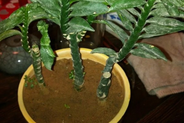 玉蜻蜓的养殖方法，植株放在半阴、通风的环境中养护