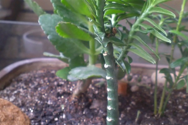 玉蜻蜓的养殖方法，植株放在半阴、通风的环境中养护