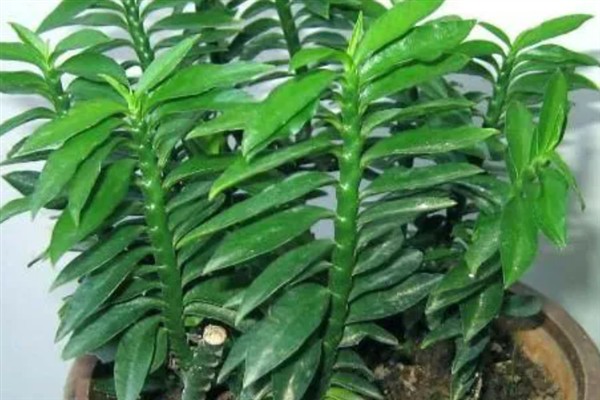 玉蜻蜓的养殖方法，植株放在半阴、通风的环境中养护