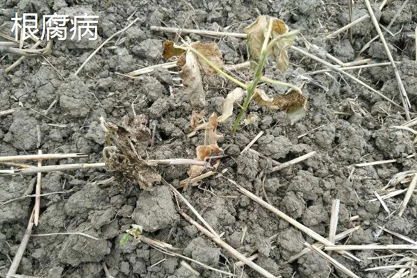 大豆有哪些病虫害，常见的有豆天蛾、造桥虫等