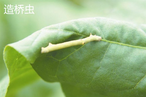 大豆有哪些病虫害，常见的有豆天蛾、造桥虫等
