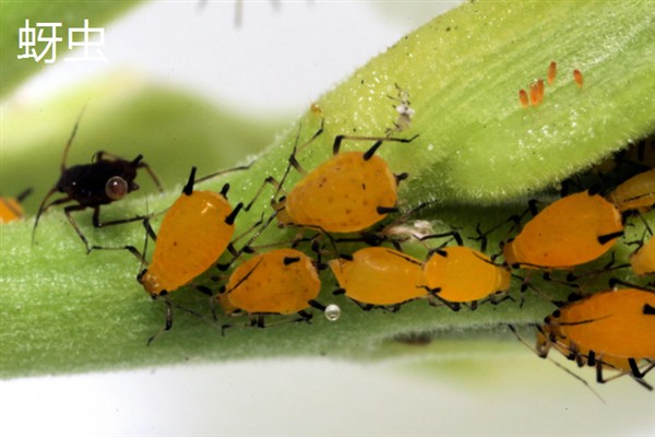 大豆有哪些病虫害，常见的有豆天蛾、造桥虫等