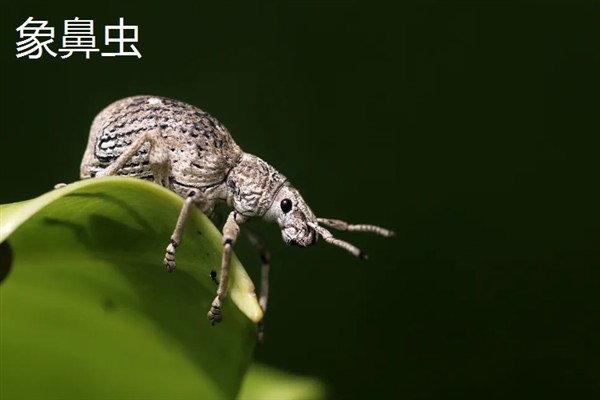 大豆有哪些病虫害，常见的有豆天蛾、造桥虫等