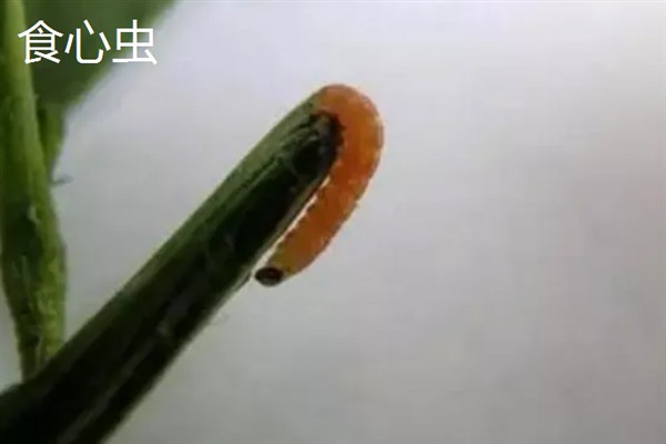 大豆有哪些病虫害，常见的有豆天蛾、造桥虫等