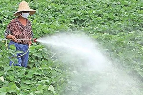 大豆有哪些病虫害，常见的有豆天蛾、造桥虫等