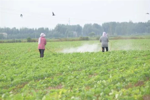 大豆有哪些病虫害，常见的有豆天蛾、造桥虫等