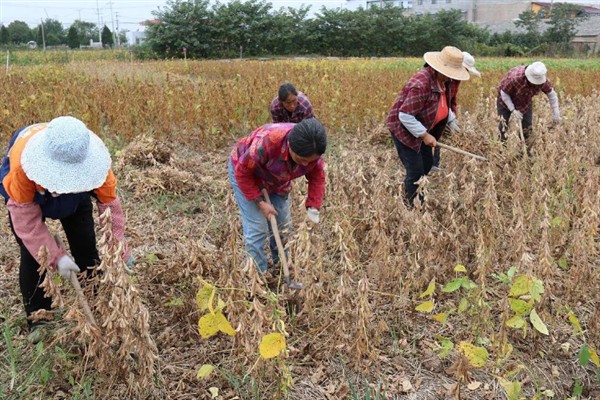 大豆有哪些病虫害，常见的有豆天蛾、造桥虫等