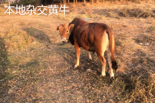 养二十头牛的成本，总共需要24万元左右