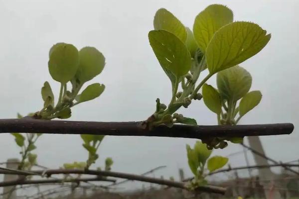 种猕猴桃使用哪种肥料，采收期主施复合肥