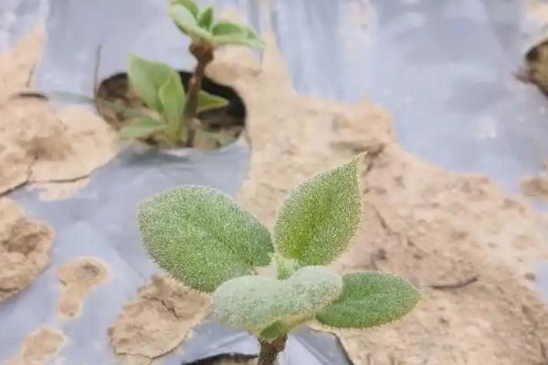 种猕猴桃使用哪种肥料，采收期主施复合肥
